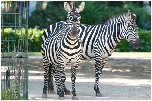 Зоосад в Берлине