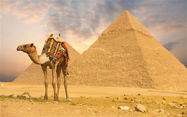 Египет, верблюд, пирамида
