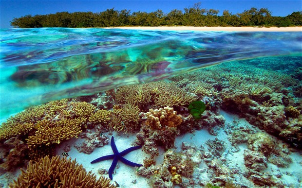 Большой Барьерный риф, Австралия, кораллы