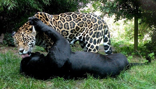 Зоопарк Шенбрунн