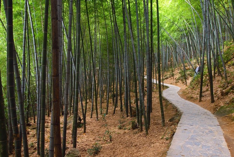 Лощина черного бамбука Лощина черного бамбука