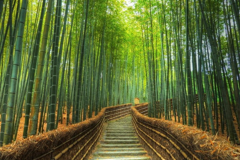 Лощина черного бамбука Лощина черного бамбука