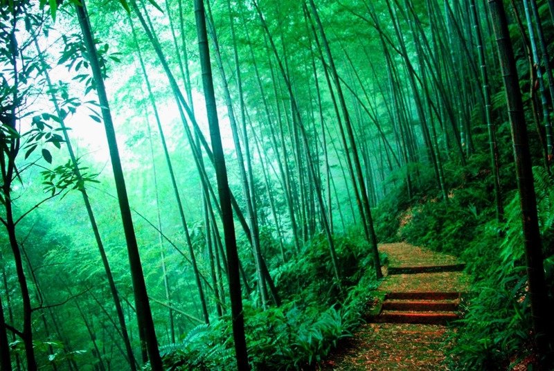 Лощина черного бамбука Лощина черного бамбука