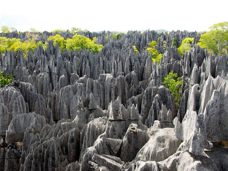 Каменный лес в Мадагаскаре Каменный лес в Мадагаскаре