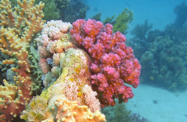 коралловый риф коралловый риф