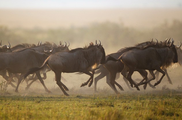 африканское сафари африканское сафари
