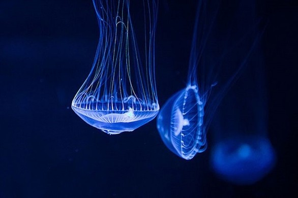 30 самых древних животных нашей планеты, которые обитают среди нас