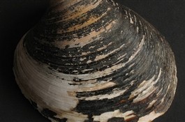 507 лет - возраст самого старого животного на Земле