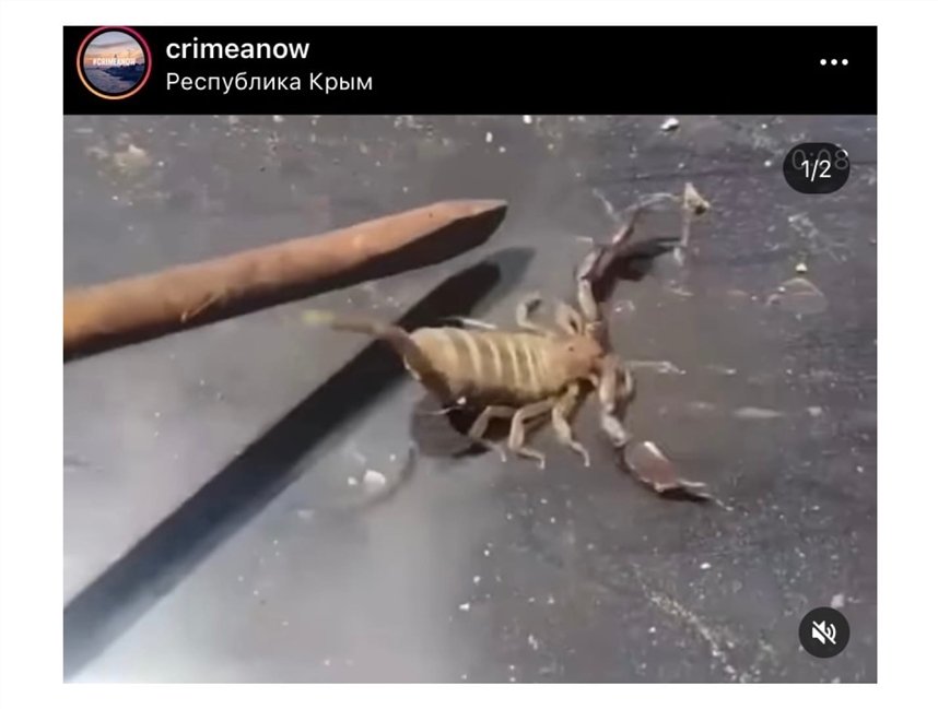 скорпион скорпион