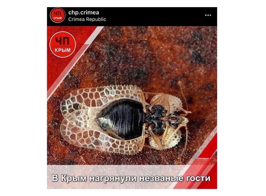 клоп клоп