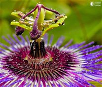 Пассифлора - Цветок страсти