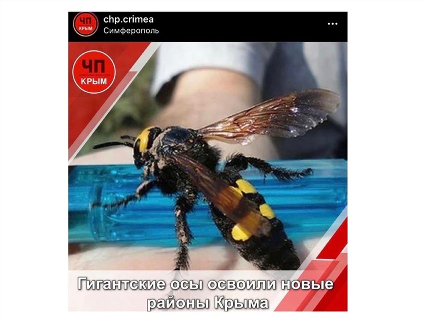 оса оса