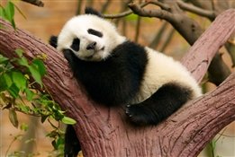 Наблюдаем за животными онлайн: где посмотреть, как веселятся панды и вьют гнездо аисты