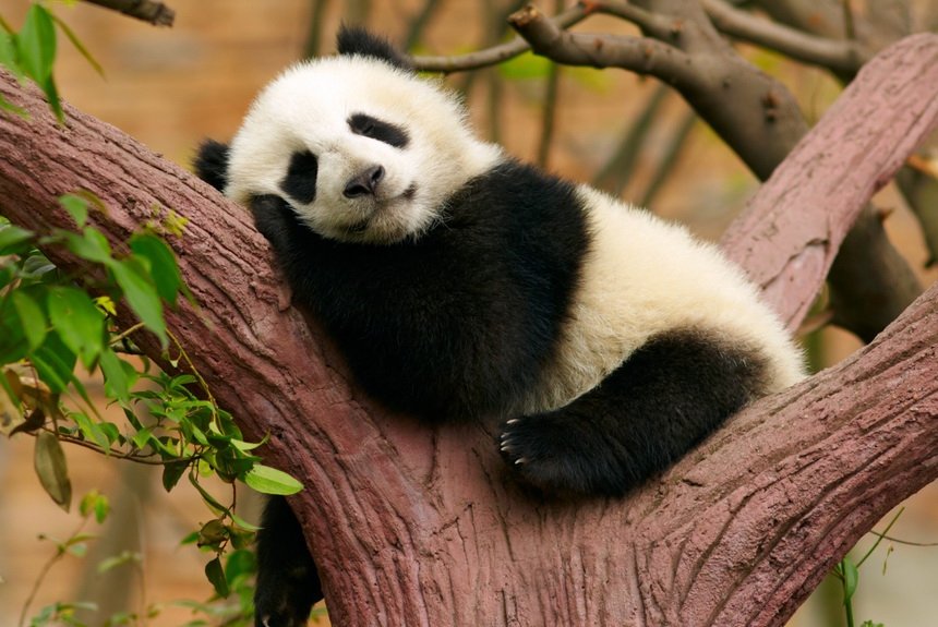 Наблюдаем за животными онлайн: где посмотреть, как веселятся панды и вьют гнездо аисты