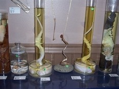 Самые необычные музеи мира: шокирующие экспонаты для любителей ярких впечатлений