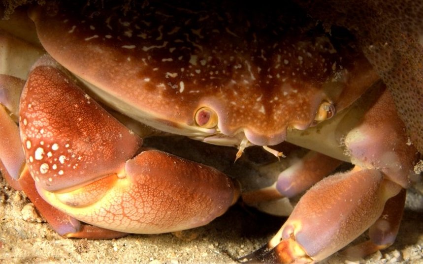 Хитин - составляющая экологичных пакетов