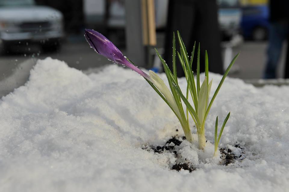 Крокус в снегу