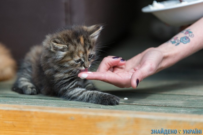 Котенок Котенок