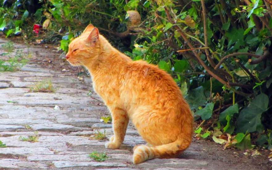 рыжий кот рыжий кот