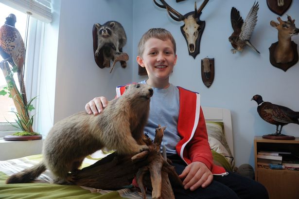 юный таксидермист