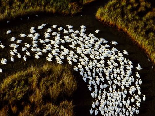 Миграция животных Миграция животных