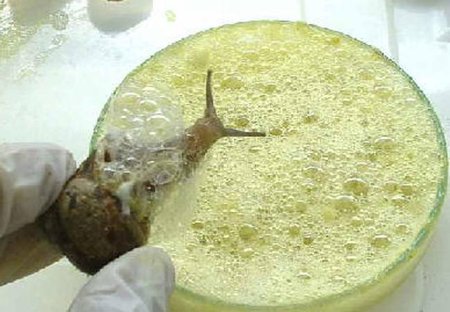 Слизь улиток