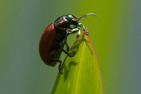 жуки-паразиты