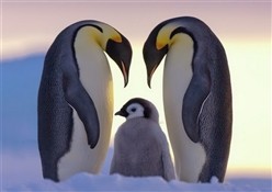 Топ-5 самых потрясающих отцов в мире животных!