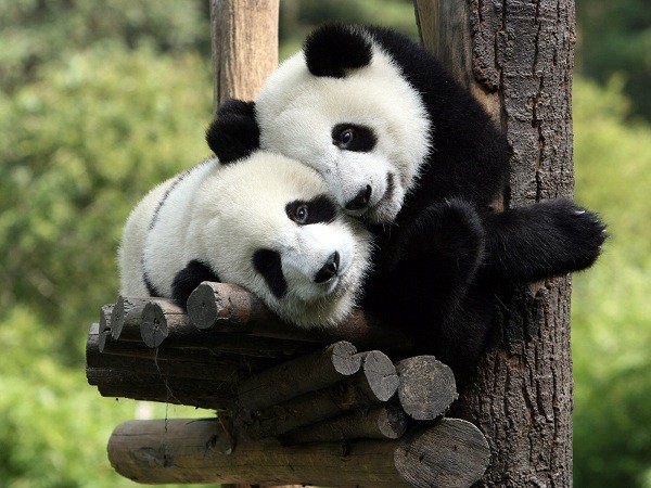 Pandas