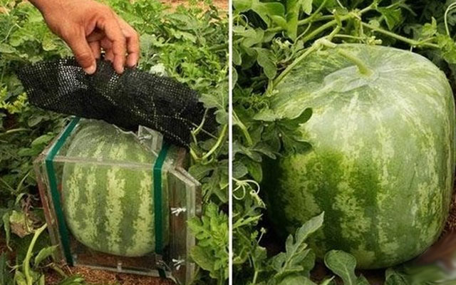 square melons