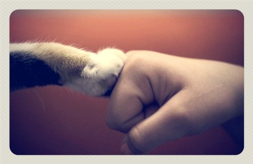 Ребенок и кот Ребенок и кот