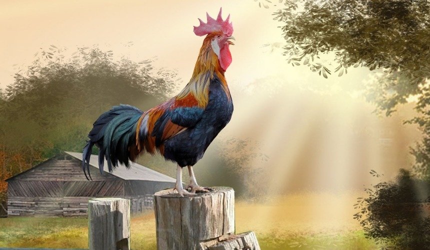 Кричащий петух