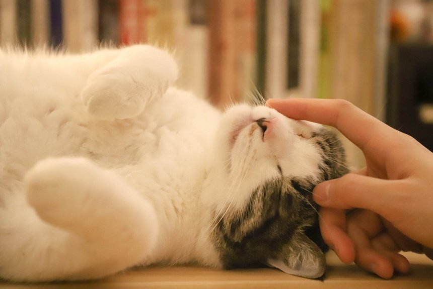Кошки Кошки