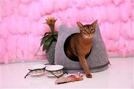 Один дома: что необходимо коту, пока хозяин на работе