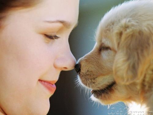 щеночек щеночек