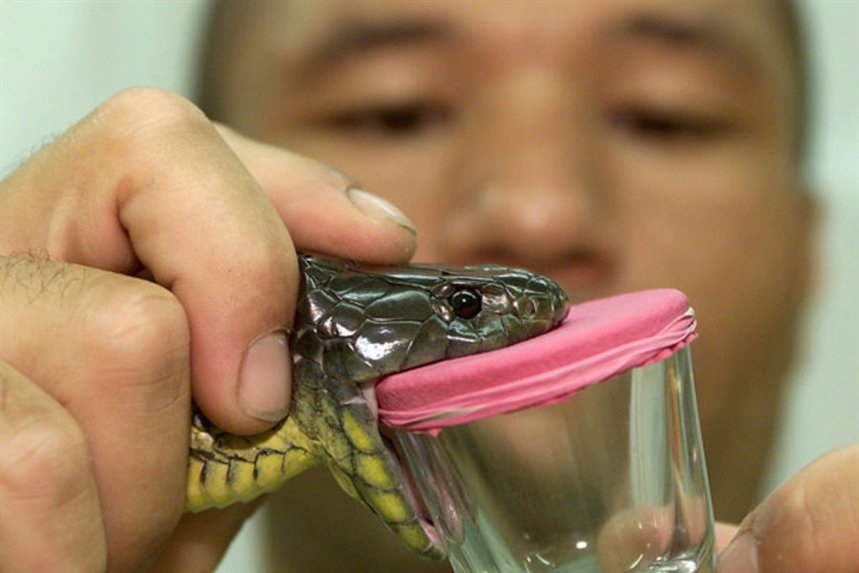 scejivanie_zmeinogo_yada scejivanie_zmeinogo_yada