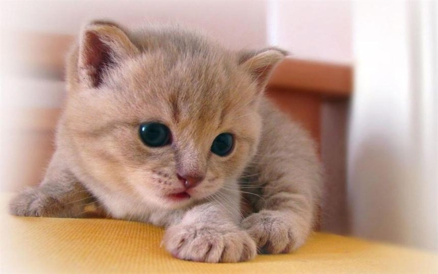 Маленький котенок