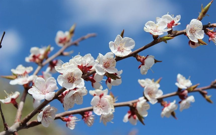 Абрикос цветет