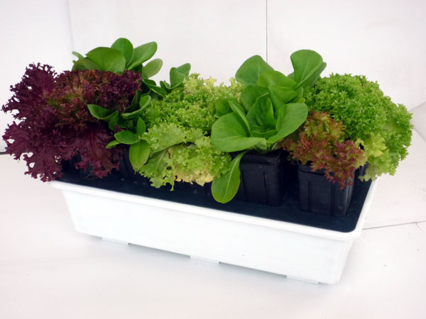 сад в горшочках сад в горшочках