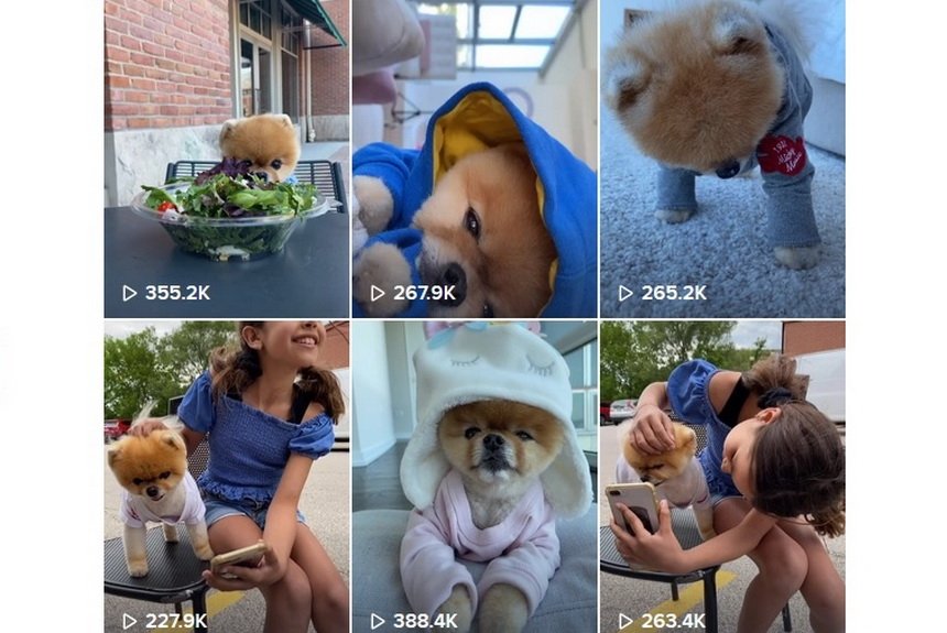 Померанский шпиц Померанский шпиц